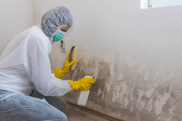 Best Mold Testing and Inspection Services in Worthington Hills, KY