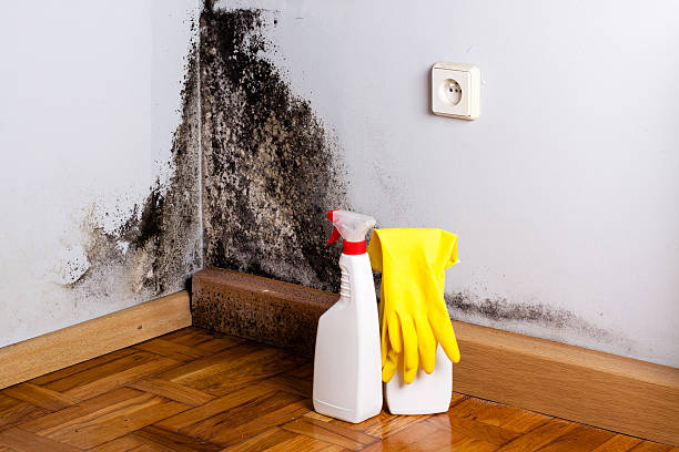 Best Black Mold Remediation in Worthington Hills, KY